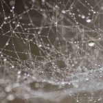 Comprendre les fascias
